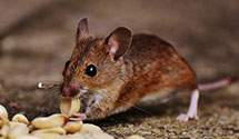 24 Hour & Emergency Exterminators in Spearfish, SD